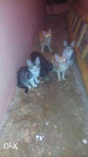 5 kittens 1 month old for free call 