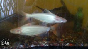 7 inch red eye shark for sale