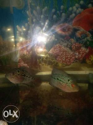 7 mounth old male and female flowerhorn for