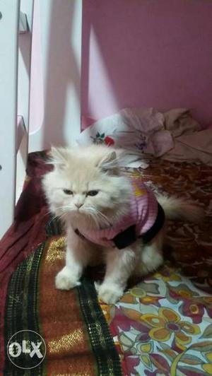 Active and cute Persian Cat. Age: 1 years With all