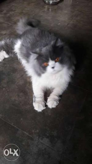 Actual Persian cat male for sale 1year old