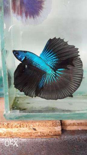 All type of Betta fish for sale on order for price