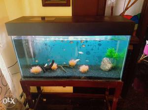 Aquarium with entire set stand and chinese top