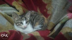 Arabian mau cat kittens. 2 months old, both