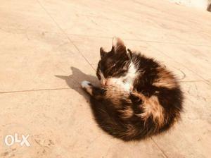 Black And Orange Kitten