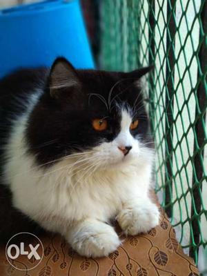 Black and white persian cat male.. 2 years old.