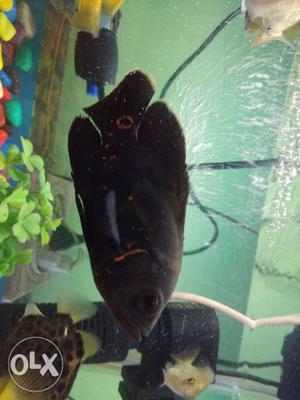 Black oscar in good condition urgent sale