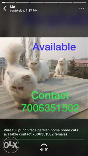 Cats available persian cats punch face pure home