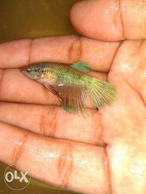 Crown tail betta female on brood can be bred with