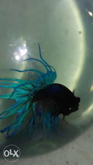 Crown tail greatest fish with bowl urgent sale