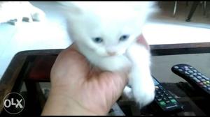 Dark blue eyes persian kitten for sale