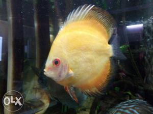 Discus big size with exclusive size only  each