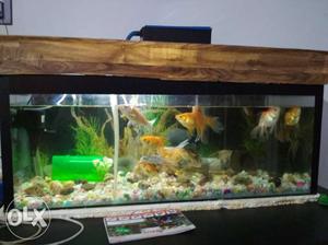 Fish tank with acrilic top with top filter blue &