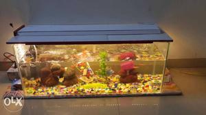 Fish tank, with all accessories, with fish, 1