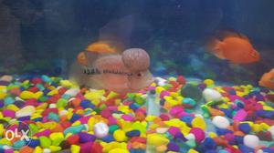Flowerhorn fish healthy and active