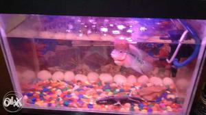 Flowerhorn fish with aquarium and stand with top