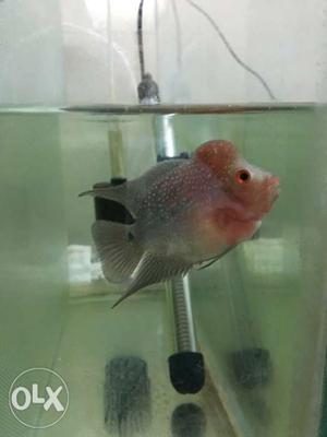 Flowerhorn short body.pearls on head