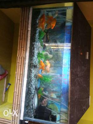 Four feet Aquarium with fishes as shown in photos
