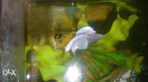 Full moon white pearl beta fish for sale