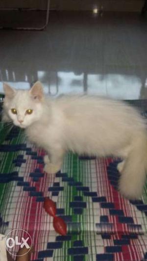 Full white female pasian cat kitten of 3 mnth.