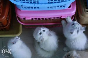 Furry Persian kittens available