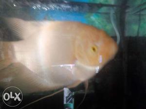 Giant gurami for sell size - around 1 ft healthy,