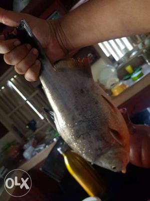 Gray Fish In Thazhecode