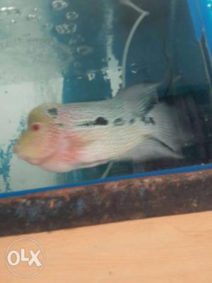 Grey, Pink, And Yellow Flowerhorn Fish
