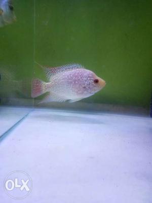 Head popped GB flowerhorn available for sale