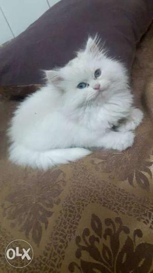 I have all persian kittens r available for sell