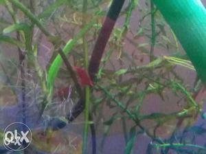 I want to sell my endler guppy and few shrimps at