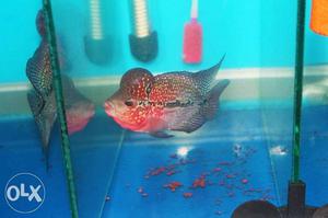 Imported Magma flowerhorn available short body