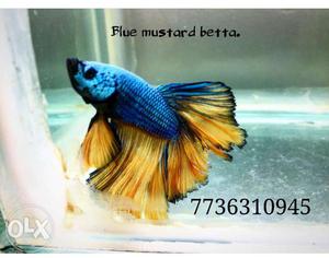 Imported blue mustard betta fish