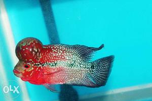 Imported chilli red srd flowerhorn available 3.5"