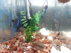 Imported super red Dragon flowerhorn babies for