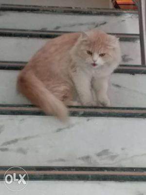 Is this female Persian cat she is fully toilet