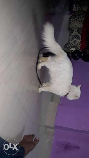 Long coat purshian cat for sale.14 months male