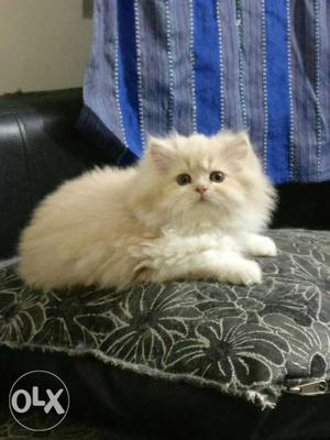 Male Persian Semi punch 2 and half months