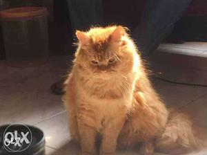 Male Persian cat 1year old for sale