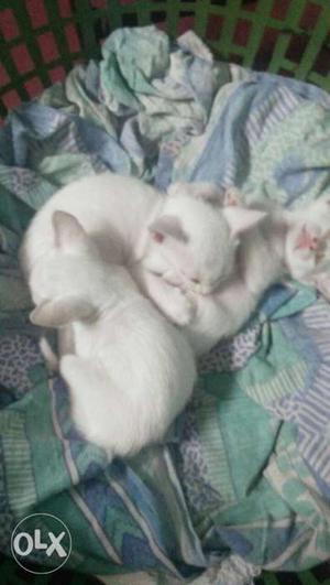 Mixers breed pure white colour Indian kitten's