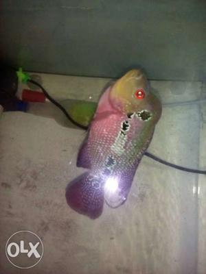 My cute flowerhorn fish.so active.