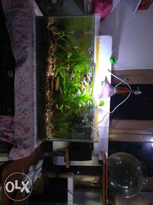 Natural planted aquarium with more than 30 fishes