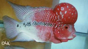 PURE flowerhorn red dragon healthy and active.