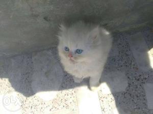 Pension lovely kittens in dark blue eyes for more