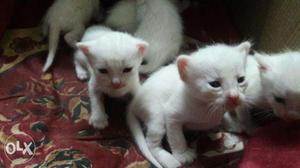 Persian Cat Pure Breed 3 Months