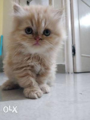 Persian cat of high bloodline quality