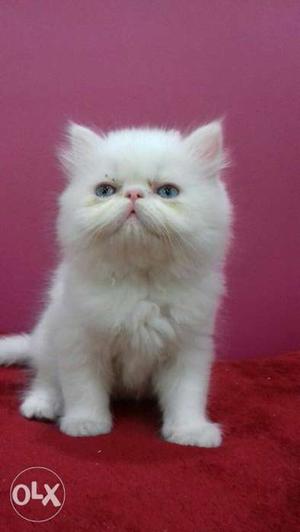 Persian extreme Punch male Kitten