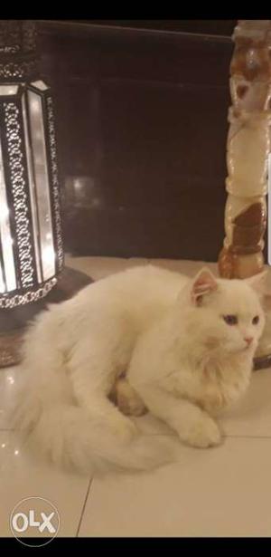 Persian kitten male 7 months white