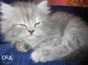Pesrian cat for sale
