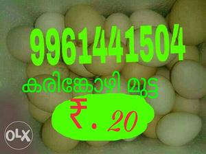 Pile Of Poultry Eggs for hatching near changanacherry